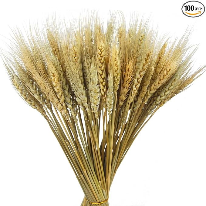 CISDUEO 100 Pcs Dried Wheat Stalks Bundle Grass Natural Dried Wheat Sheaves Stems Dried Flowers Arrangement Bouquet for Wedding Party Table Centerpiece Fall Harvest Wreath Boho Decor Farmhouse DIY