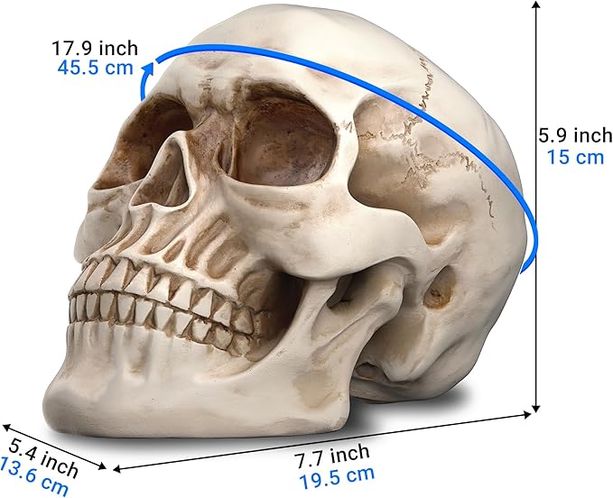 READAEER Resin Skull, Human Head Model for Home Decoration, Halloween Statue, Skull Model for Bookshelf and Desktop (White)