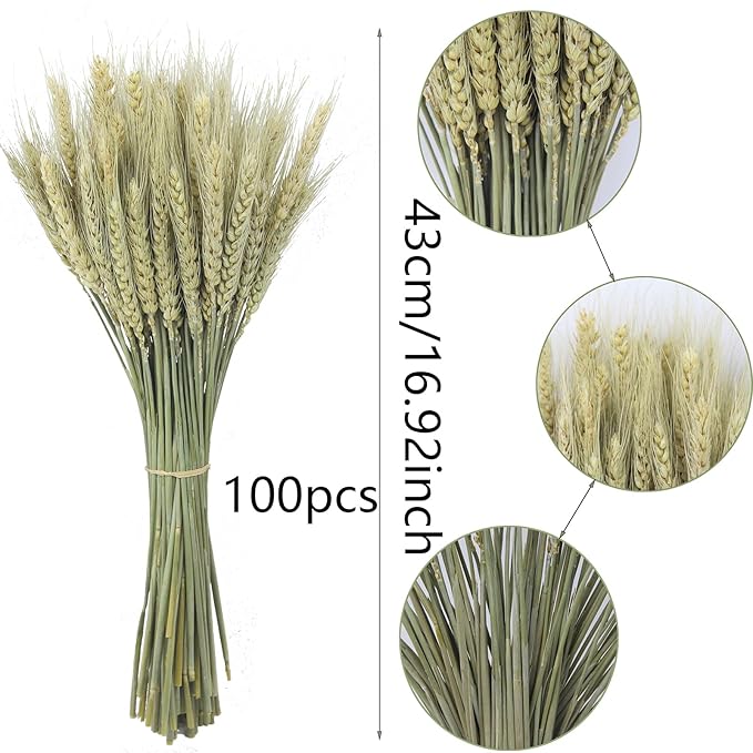 CISDUEO 100 Pcs Dried Wheat Stalks Bundle Grass Natural Green Dried Wheat Sheaves Stems Dried Flowers Arrangement Bouquet for Wedding Party Table Centerpiece Harvest Wreath Boho Decor Farmhouse DIY