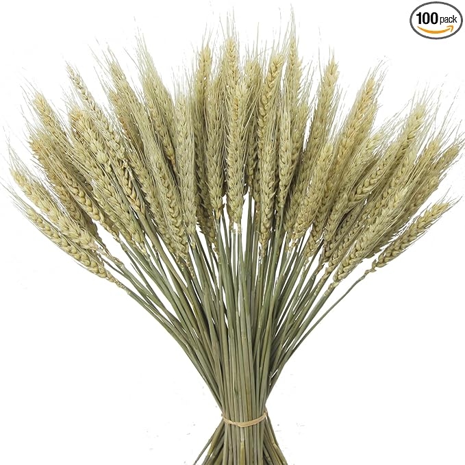 CISDUEO 100 Pcs Dried Wheat Stalks Bundle Grass Natural Green Dried Wheat Sheaves Stems Dried Flowers Arrangement Bouquet for Wedding Party Table Centerpiece Harvest Wreath Boho Decor Farmhouse DIY
