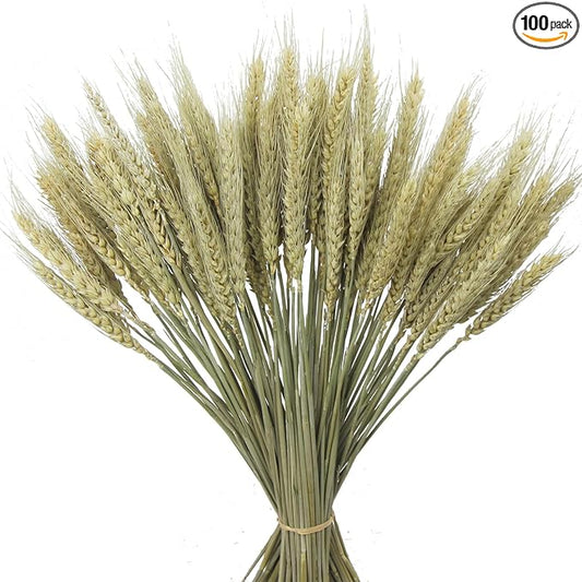 CISDUEO 100 Pcs Dried Wheat Stalks Bundle Grass Natural Green Dried Wheat Sheaves Stems Dried Flowers Arrangement Bouquet for Wedding Party Table Centerpiece Harvest Wreath Boho Decor Farmhouse DIY