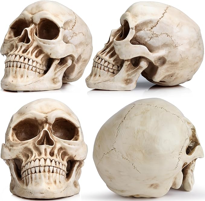 READAEER Resin Skull, Human Head Model for Home Decoration, Halloween Statue, Skull Model for Bookshelf and Desktop (White)